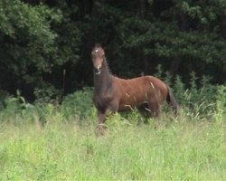 Springpferd Qualified 2 (Hannoveraner, 2004, von Quidam's Rubin)