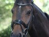 Zuchtstute Geraldine von Apponyi (KWPN (Niederländisches Warmblut), 2011, von Chello III VDL)