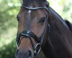 broodmare Geraldine von Apponyi (KWPN (Royal Dutch Sporthorse), 2011, from Chello III VDL)