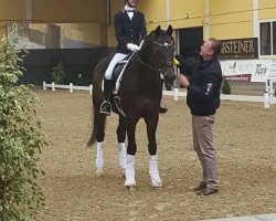 dressage horse Sanvino (Oldenburg, 2005, from Sandro Hit)