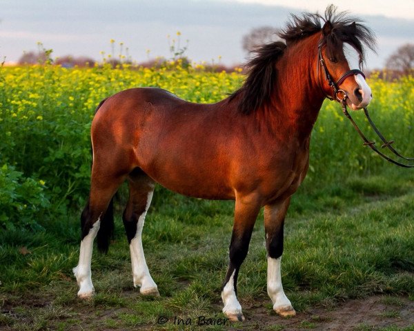 dressage horse Leybucht Lancelot (Welsh mountain pony (SEK.A), 2013, from Boniface Llewelyn)