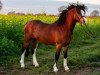 Dressurpferd Leybucht Lancelot (Welsh Mountain Pony (Sek.A), 2013, von Boniface Llewelyn)