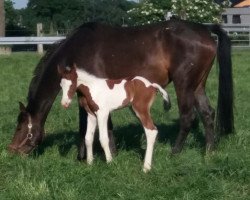 broodmare Piccolina 99 (Westphalian, 2013, from Pik Labionics)