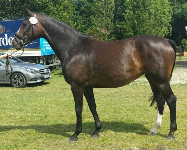 broodmare Cleopatra (Oldenburg, 2009, from Don Romantic)