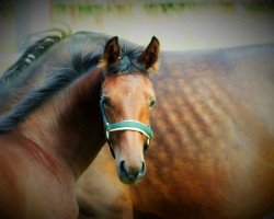 broodmare Fleur Jolie (Hanoverian, 2017, from Franziskus FRH)