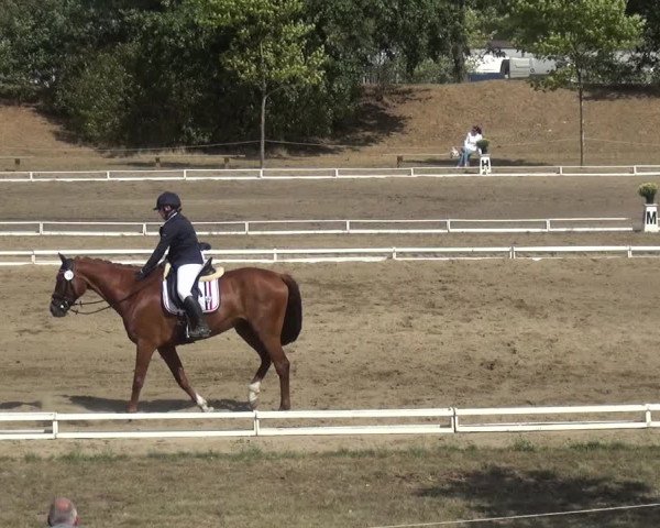 Reitturnier Gardelegen 2018