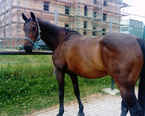 jumper Lamira (German Sport Horse, 2006, from Catalani)