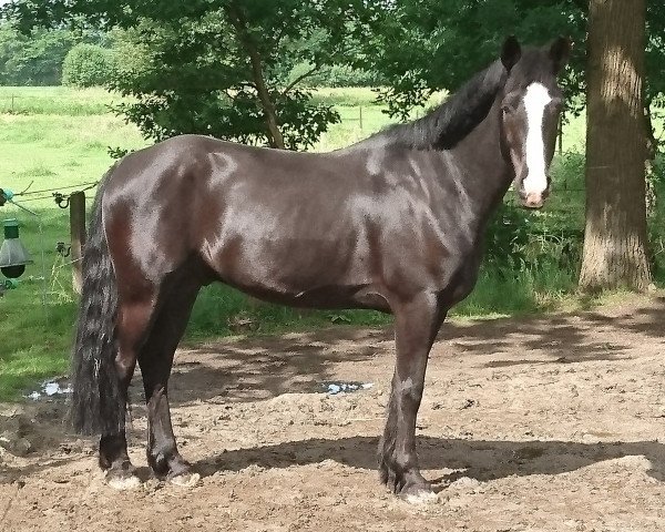 dressage horse Paquitos Herkules (Brandenburg, 2006)