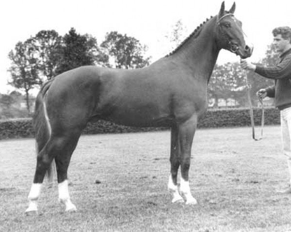stallion Kalusha (KWPN (Royal Dutch Sporthorse), 1992, from Goodtimes)