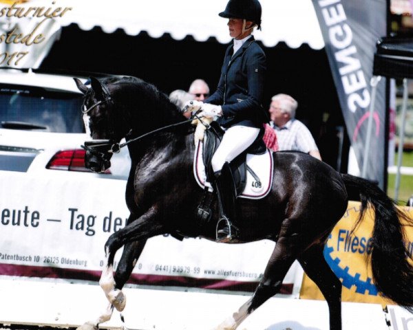 stallion GAW Very Best WE (German Riding Pony, 2014, from Valido's Highlight)