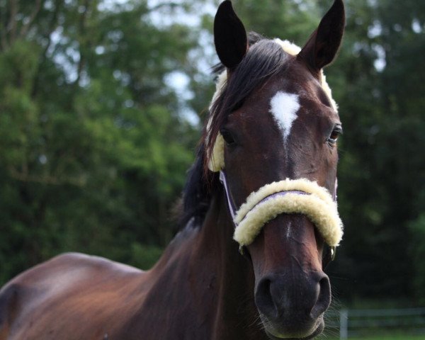 dressage horse Mette (Hanoverian, 2001, from Metternich)