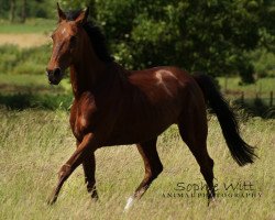 horse Man Power RM (German trotters, 2006, from Legendary Lover K SD465 (US))