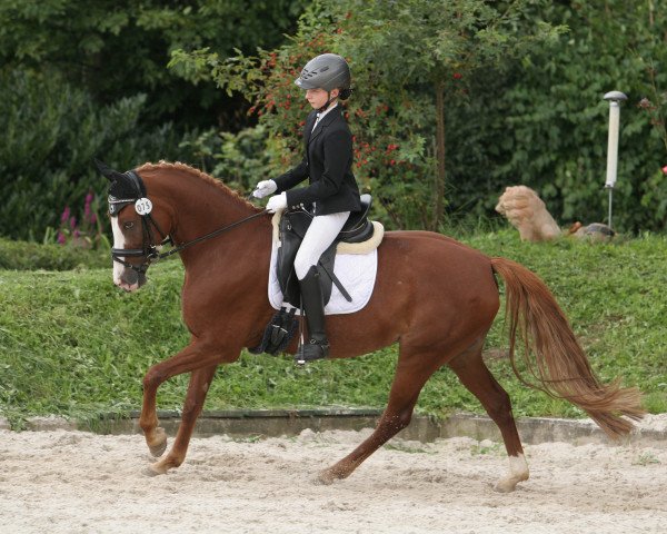 broodmare Dolina 38 (German Riding Pony, 2004, from Domingo)