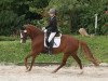 broodmare Dolina 38 (German Riding Pony, 2004, from Domingo)