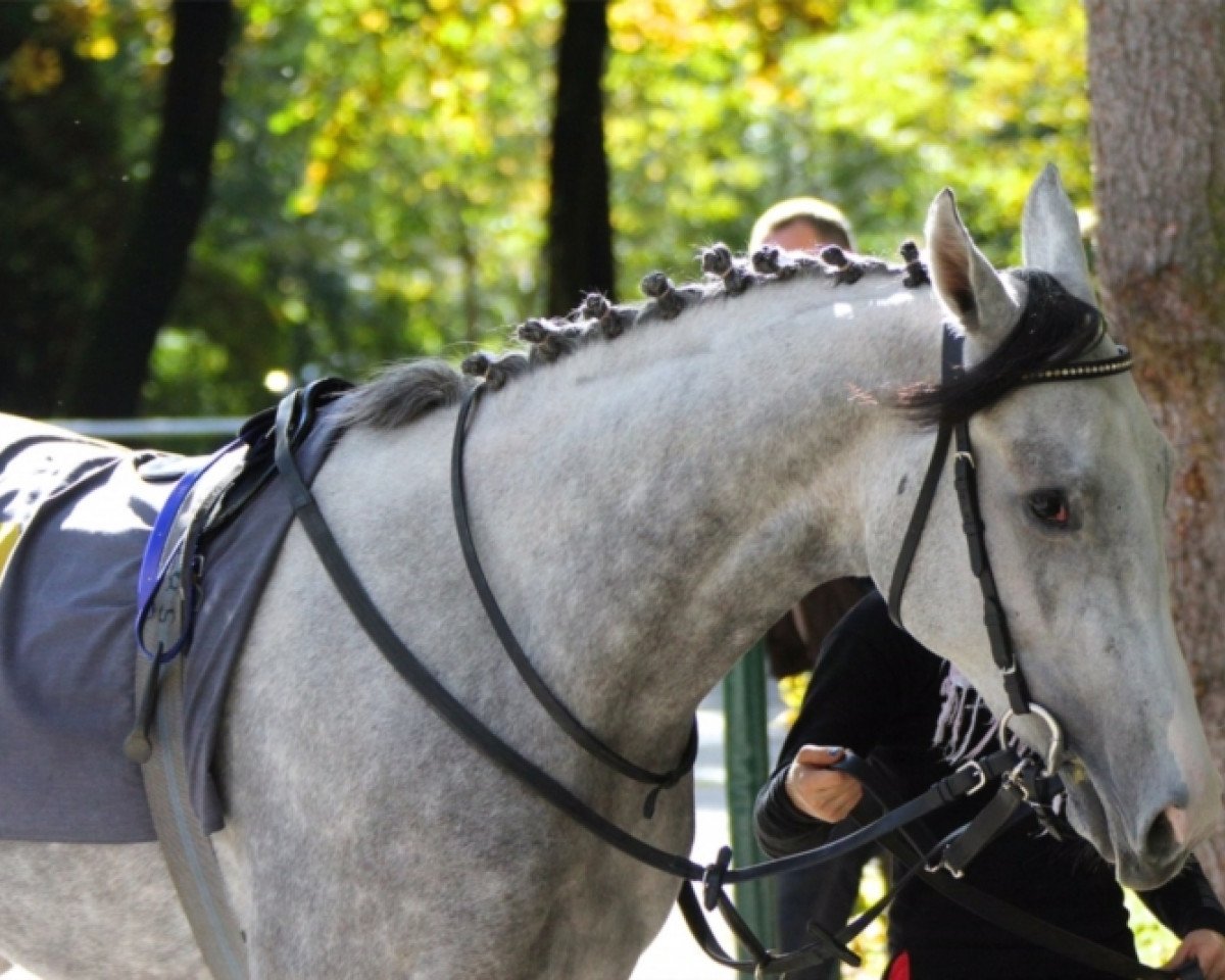 broodmare Schneekönigin xx (Thoroughbred, 2011, from Le Havre xx)