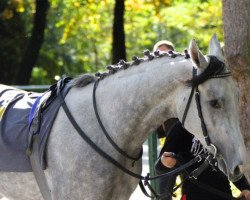 broodmare Schneekönigin xx (Thoroughbred, 2011, from Le Havre xx)