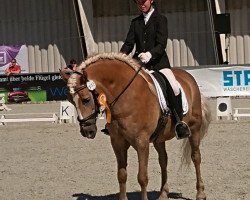 dressage horse Amor (Haflinger, 2003, from Nestroy)