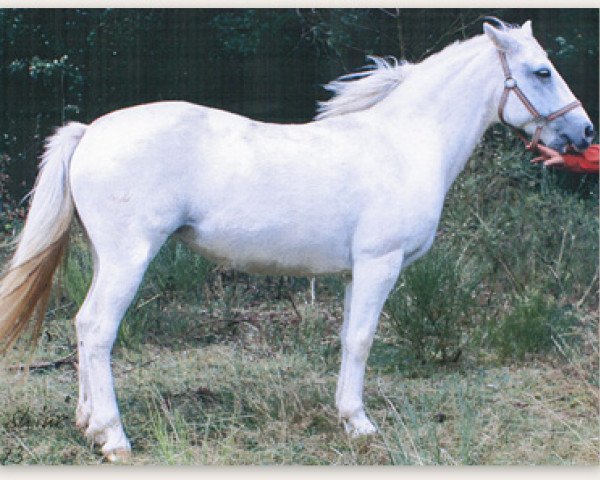 Zuchtstute Golden Shine (Connemara-Pony, 1999, von Grange Surf Sparrow)