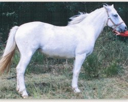 Zuchtstute Golden Shine (Connemara-Pony, 1999, von Grange Surf Sparrow)