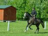 jumper Clemens H 3 (Hanoverian, 2013, from Coupe de Coeur 2)