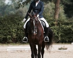 dressage horse Southalito (Oldenburg, 2007, from Sir Donnerhall I)