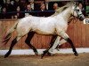 dressage horse Killaloe (Connemara Pony, 2011, from Kilduffahoo II)