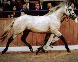 dressage horse Killaloe (Connemara Pony, 2011, from Kilduffahoo II)