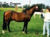 stallion Smedhults Starlight Son (New Forest Pony, 1965, from Burton Starlight)