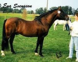 Deckhengst Smedhults Starlight Son (New-Forest-Pony, 1965, von Burton Starlight)