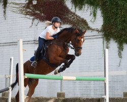 jumper Cilly 58 (German Sport Horse, 2001, from Cowondo Z)