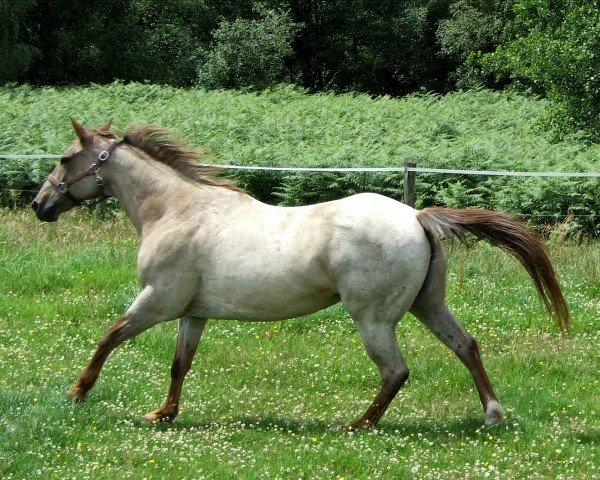 Zuchtstute Shi Sparkle (Quarter Horse, 1991, von Sparky Ashwood)