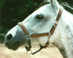 broodmare Roosters Snow White (Quarter Horse, 2002, from Lone Pine Stranger)