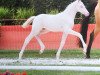 stallion Golden Daim F (Rhinelander, 2017, from Golden West NRW)