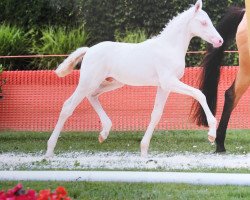 stallion Golden Daim F (Rhinelander, 2017, from Golden West NRW)