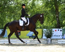 dressage horse Gondor 13 (Zweibrücken, 2013, from Genesis)