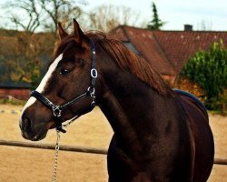 dressage horse Peyman (New Forest Pony, 2007, from Wiechhof's Rassone)