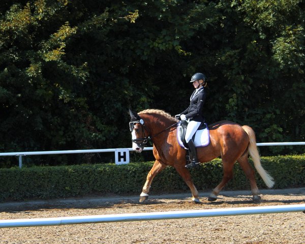 dressage horse Donnerle (Black Forest Horse, 2005, from Donnergroll)