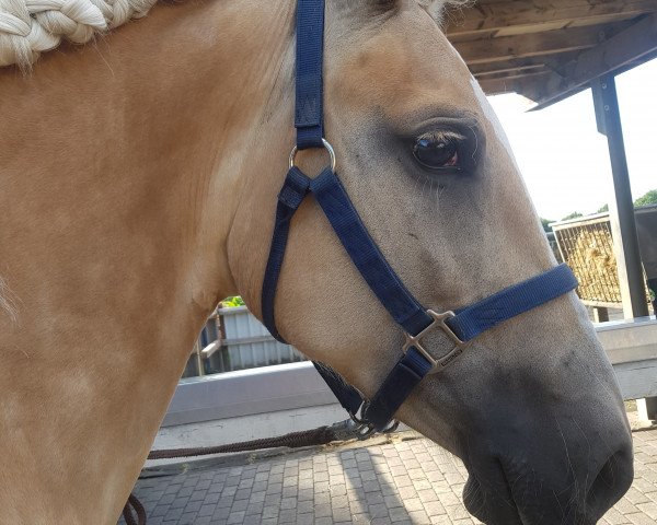 Zuchtstute Abby (Haflinger, 2009, von Alando)