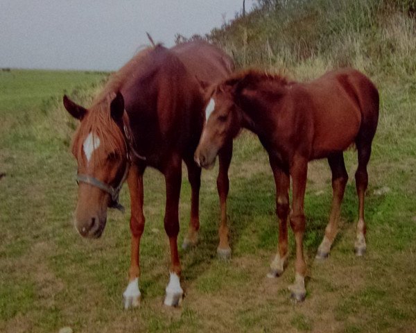 Zuchtstute WP Tavira EAO (Vollblutaraber, 2003, von Ma Manaya's Pas EAO)