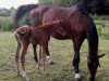 broodmare Kiara II (Trakehner, 1990, from Fabian)