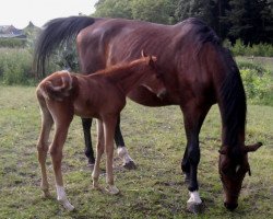 broodmare Kiara II (Trakehner, 1990, from Fabian)