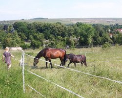 Springpferd Easy Boy 21 (Holsteiner, 2006, von Easy Way I)