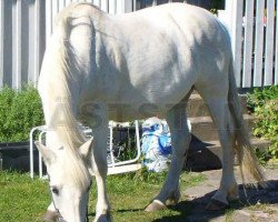 Zuchtstute Miclas Scrållan (New-Forest-Pony, 1985, von Kunta Kinte)