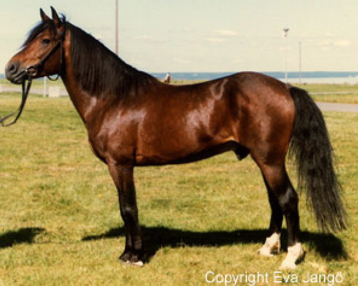 Deckhengst Santi RNF 79 (New-Forest-Pony, 1976, von Smedhults Starlight Son)