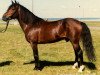 Deckhengst Santi RNF 79 (New-Forest-Pony, 1976, von Smedhults Starlight Son)