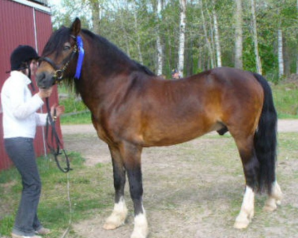 stallion Buck RNF 93 (New Forest Pony, 1983, from Santi RNF 79)