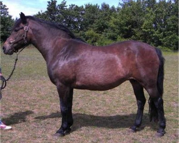 Zuchtstute Trine (New-Forest-Pony, 1982, von Exmoor Staldens Pascal Paoli)