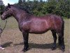 broodmare Trine (New Forest Pony, 1982, from Exmoor Staldens Pascal Paoli)