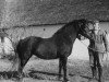 Zuchtstute Isabella van Heuissen (New-Forest-Pony, 1971, von Orlando Knight Hood Logeland)