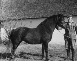 Zuchtstute Isabella van Heuissen (New-Forest-Pony, 1971, von Orlando Knight Hood Logeland)